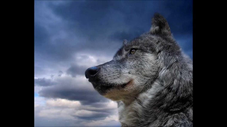 Волк демотиватор