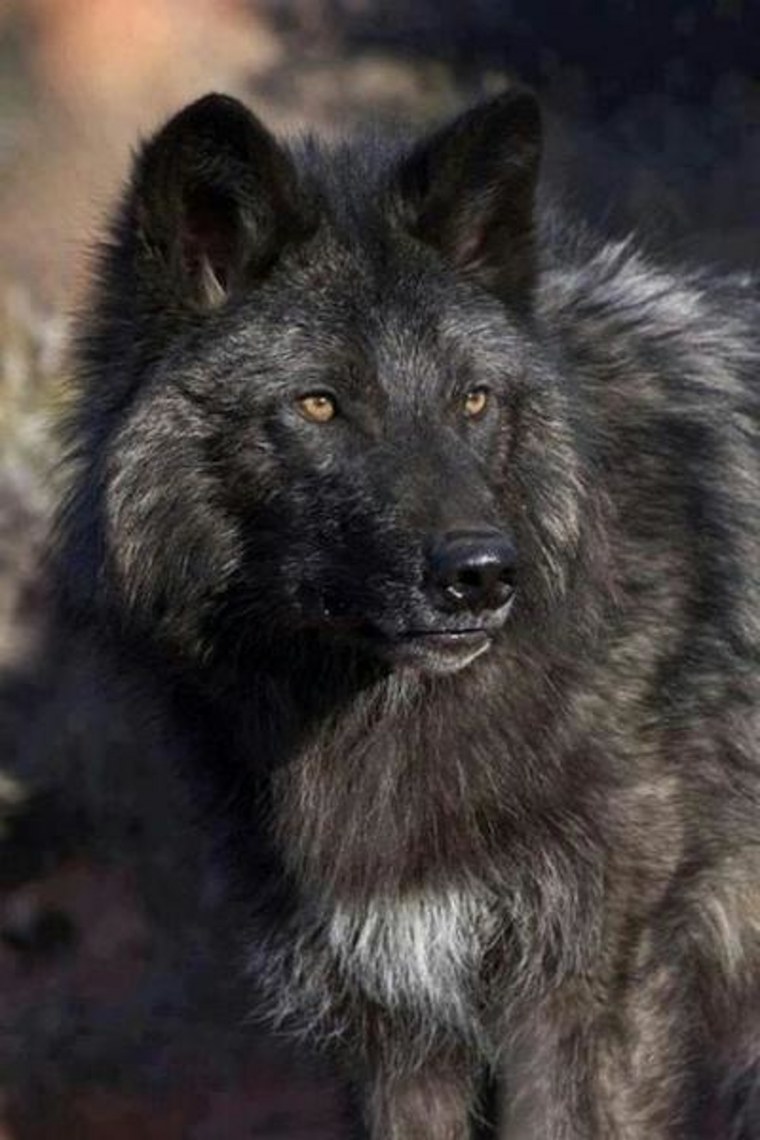 Блэк Вульф волчица