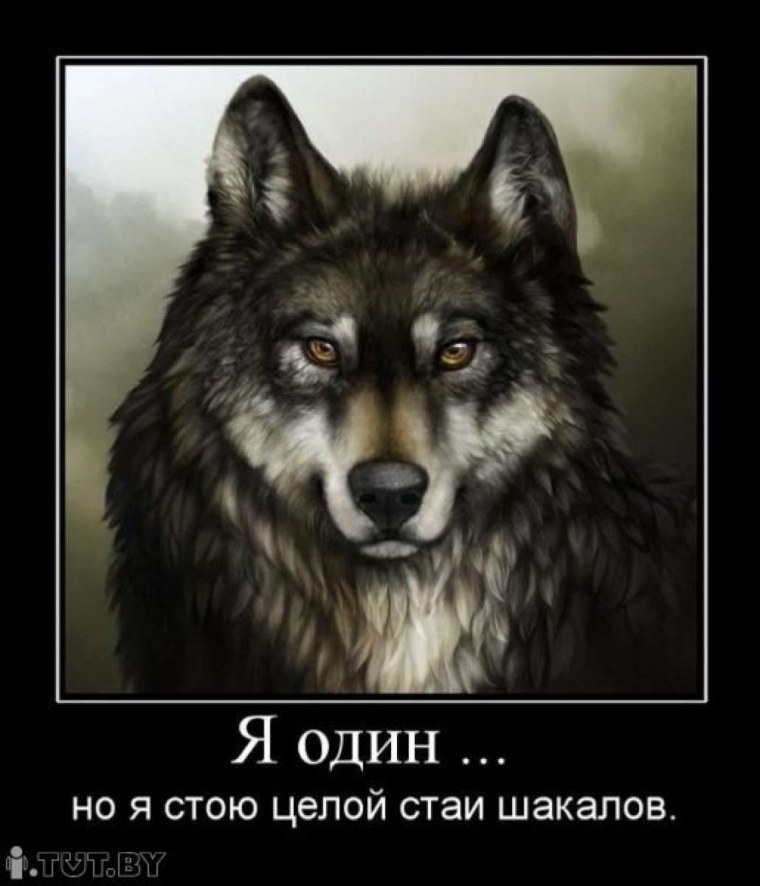 Я одинокий волк