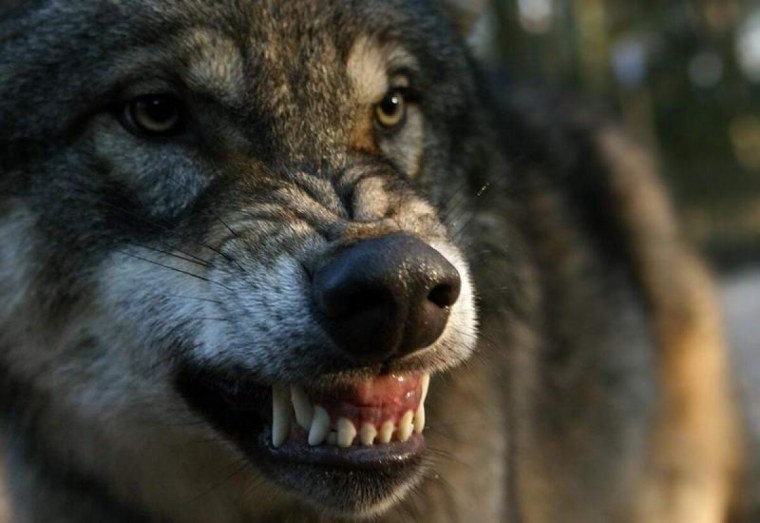 Волк оскал
