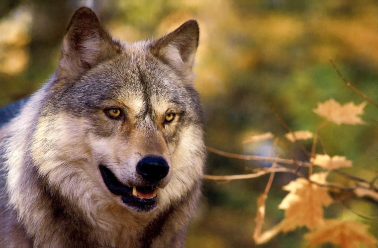 Волк с надписью