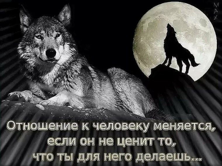 Цитаты про Волков со смыслом