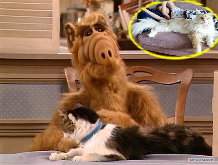 Альф инопланетянин сериал