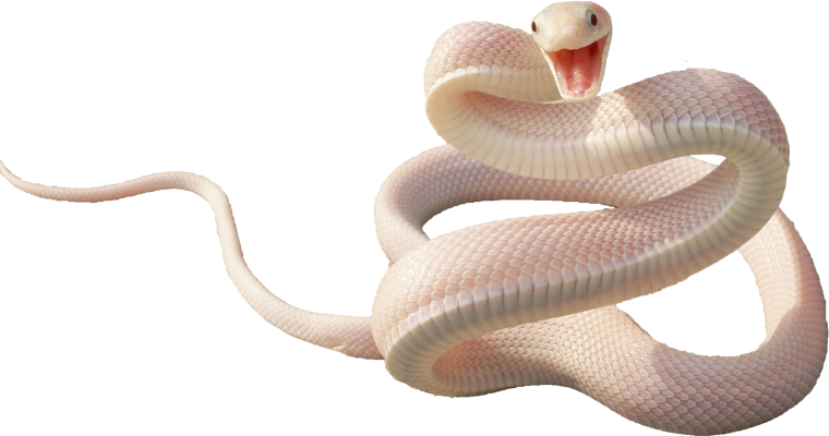 Змеи на белом фоне