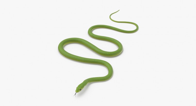 Красивые змеи