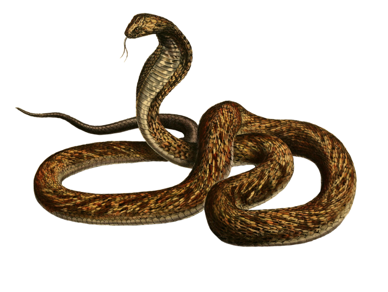 Змея на прозрачном фоне