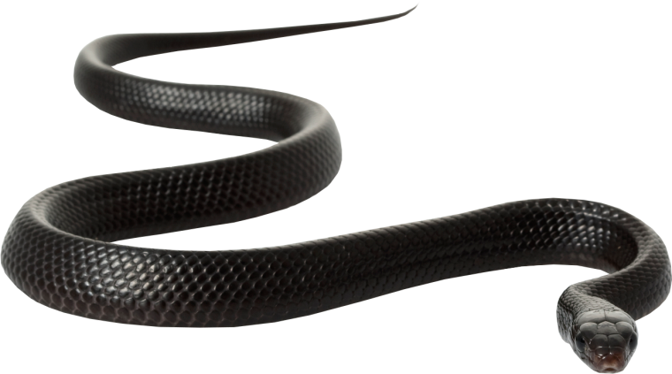 Змеи на прозрачном фоне