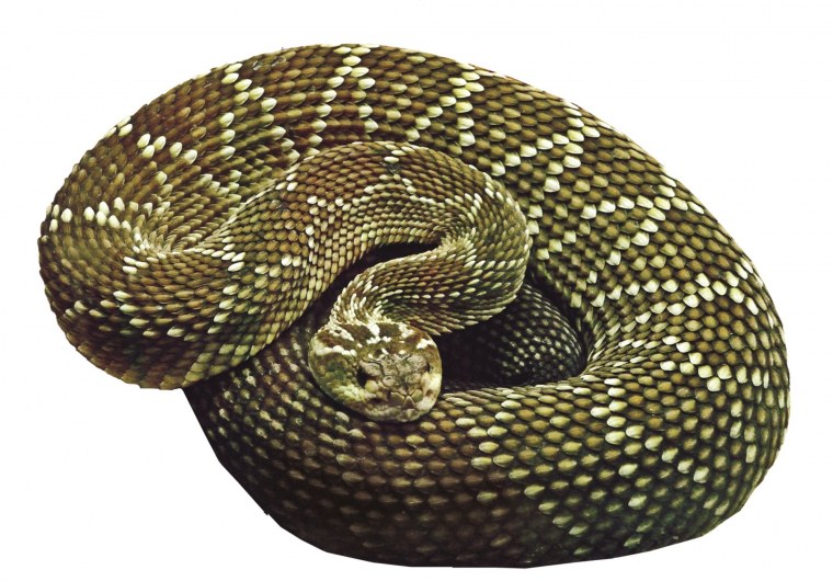 Змея свернулась