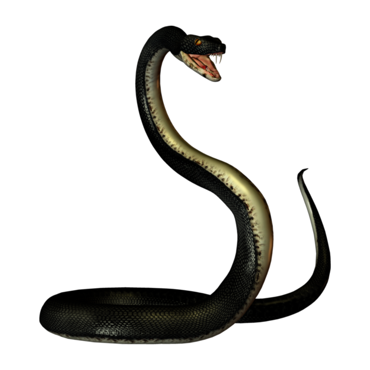 Змея на прозрачном фоне