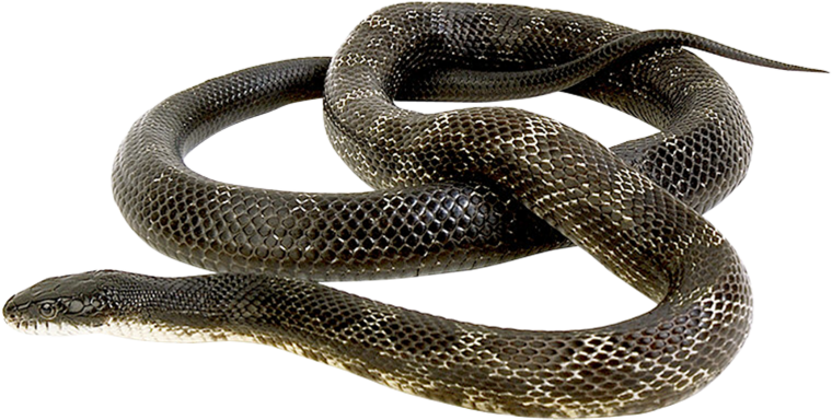 Гадюка обыкновенная на белом фоне