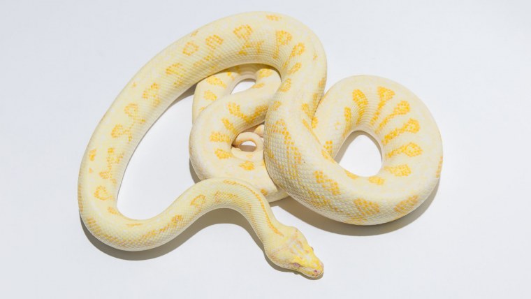 Техасский полоз альбинос