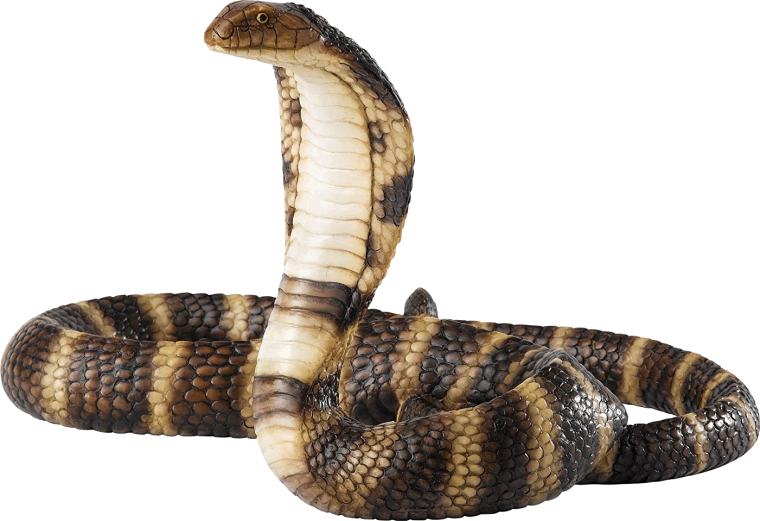 Змея Кобра гремучая