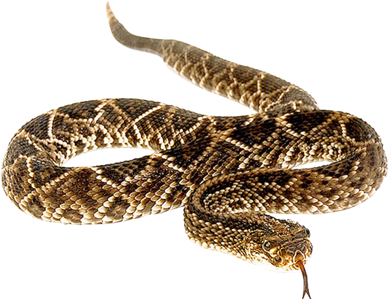 Змеи на прозрачном фоне