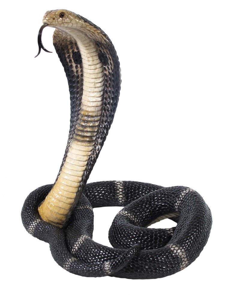 Кобра ИЛОНЛАР расми