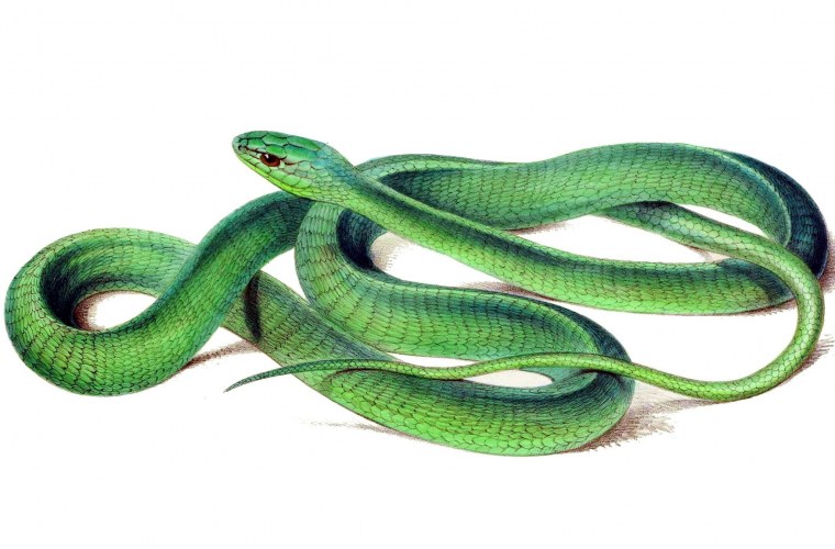 Бумсланг змея Гарри Поттер