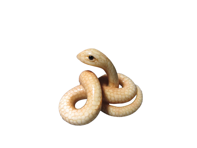 Милая змея на белом фоне