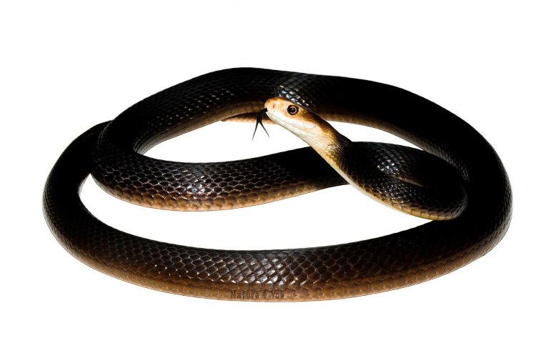 Черный Тайпан