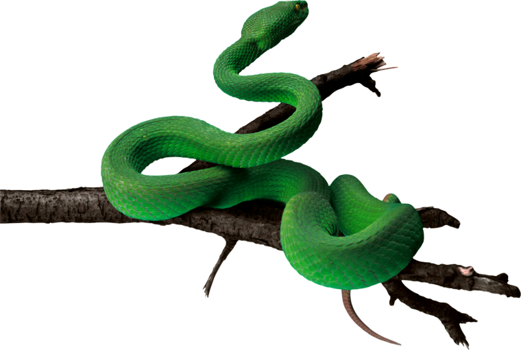Зеленая змея