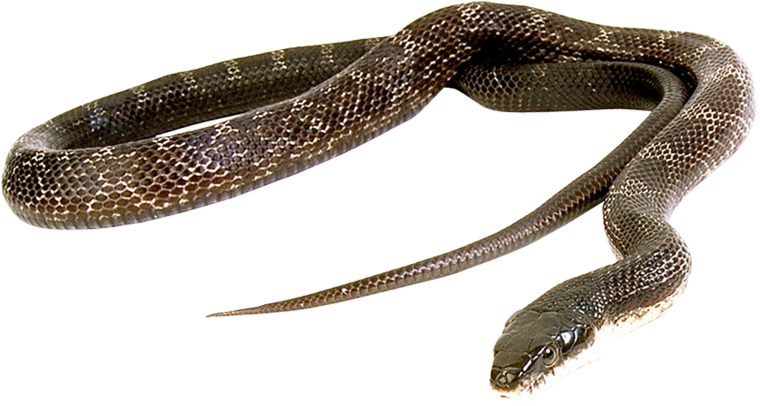 Уж на белом фоне