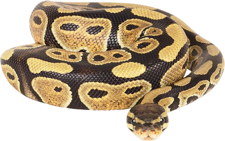 Тигровый питон на белом фоне