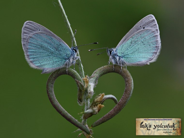 Влюбленные бабочки