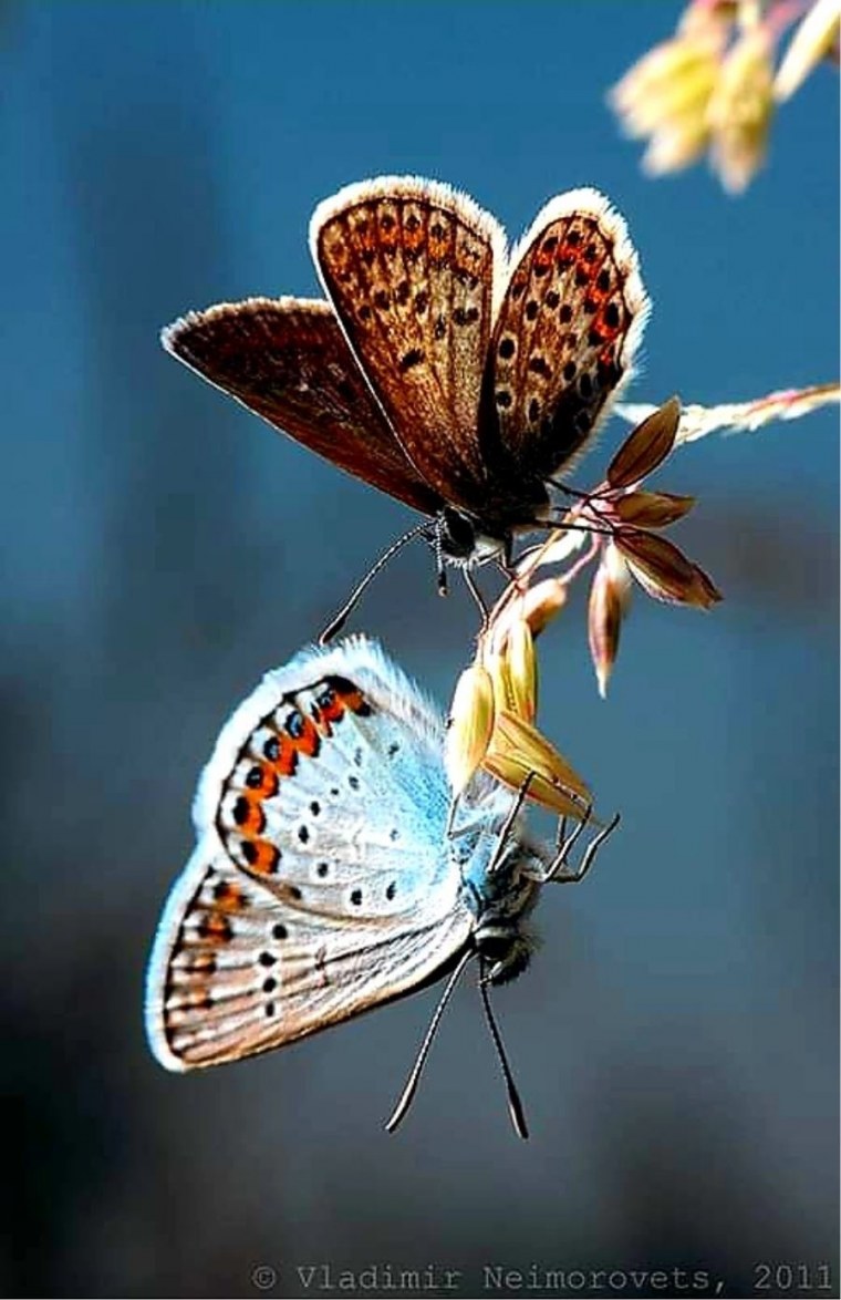 Красивая белая бабочка