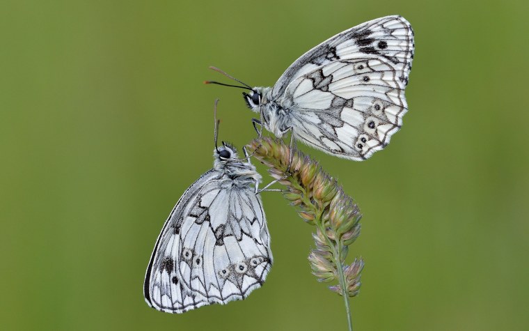 Две белые бабочки