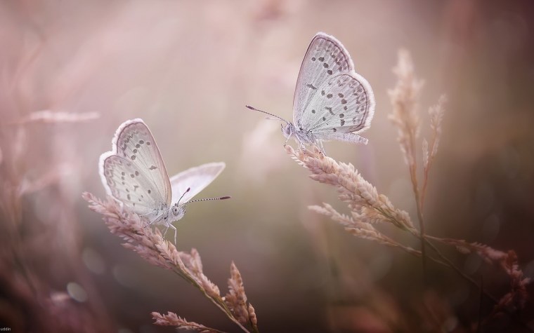 Нежные бабочки