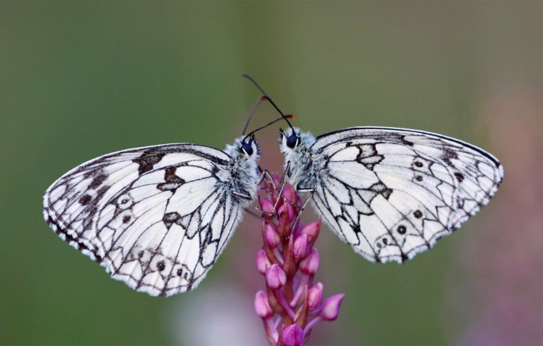 Пестроглазка Галатея бабочка