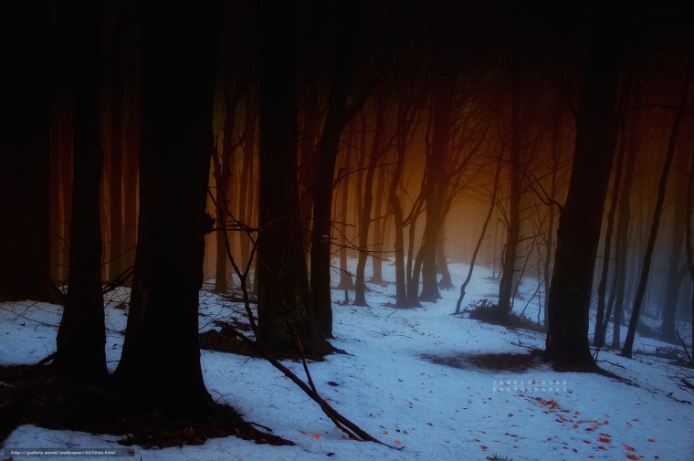 Темный зимний лес