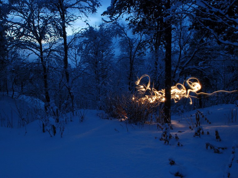 Зимний лес ночью