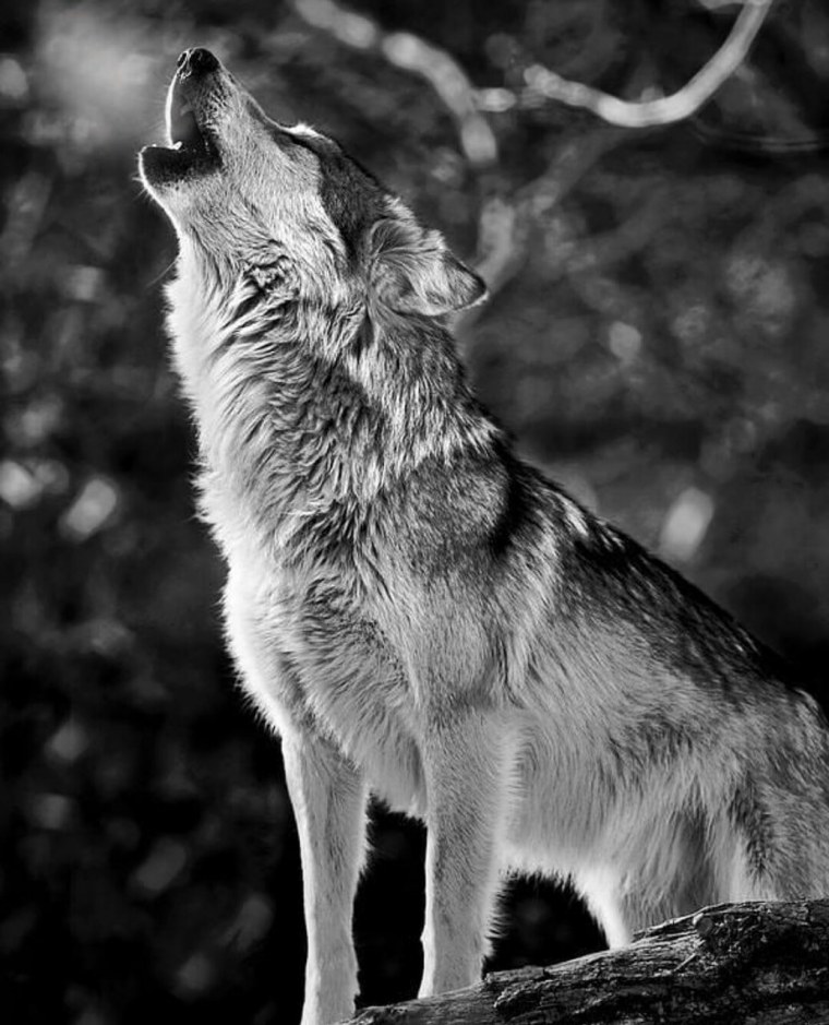 Волк одиночка