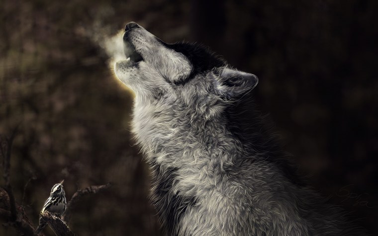 Одинокий волк