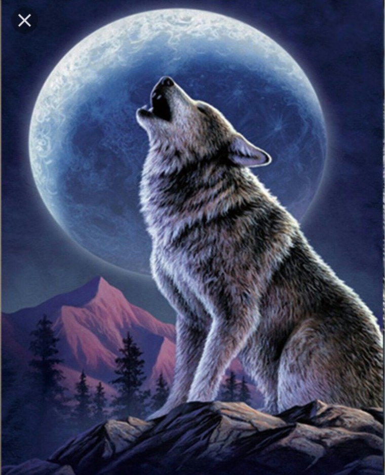 Волк воет на луну