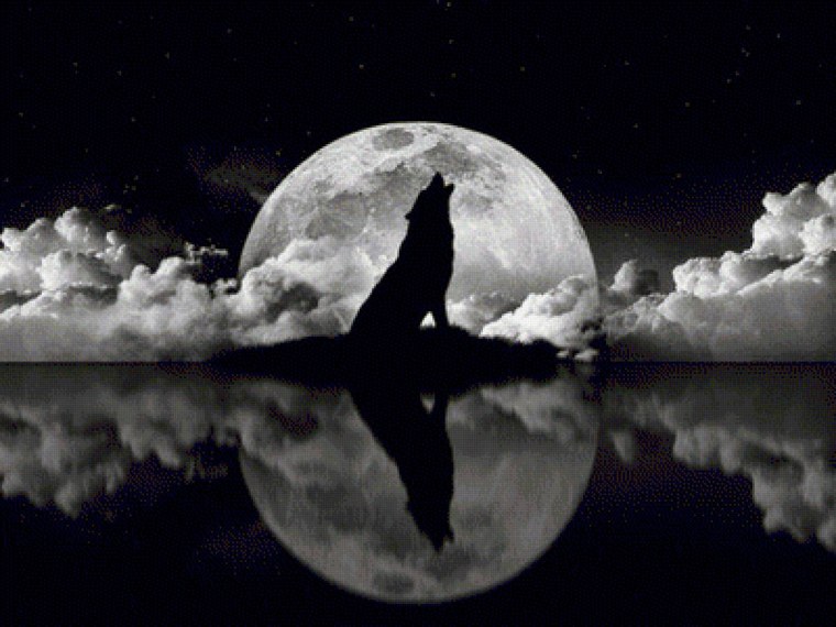 Волк воет на луну