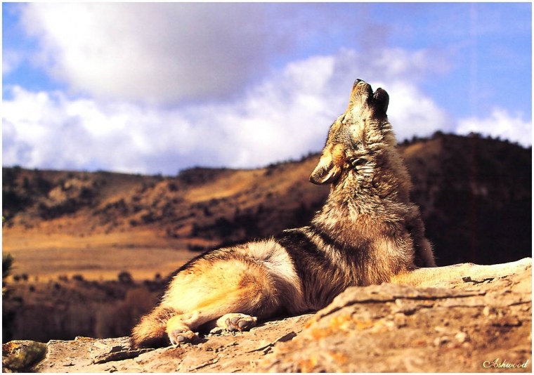 Сильный волк