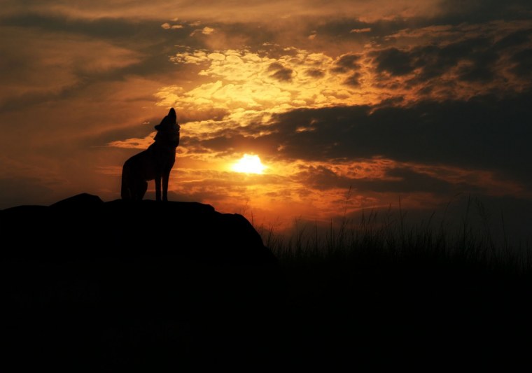 Волчица на закате
