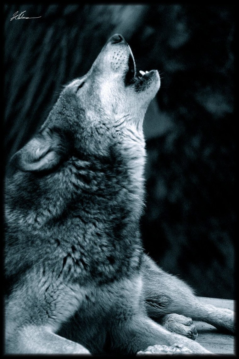 Грустный волк