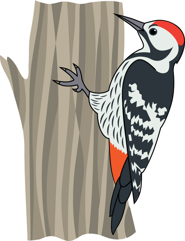 Дятел без фона