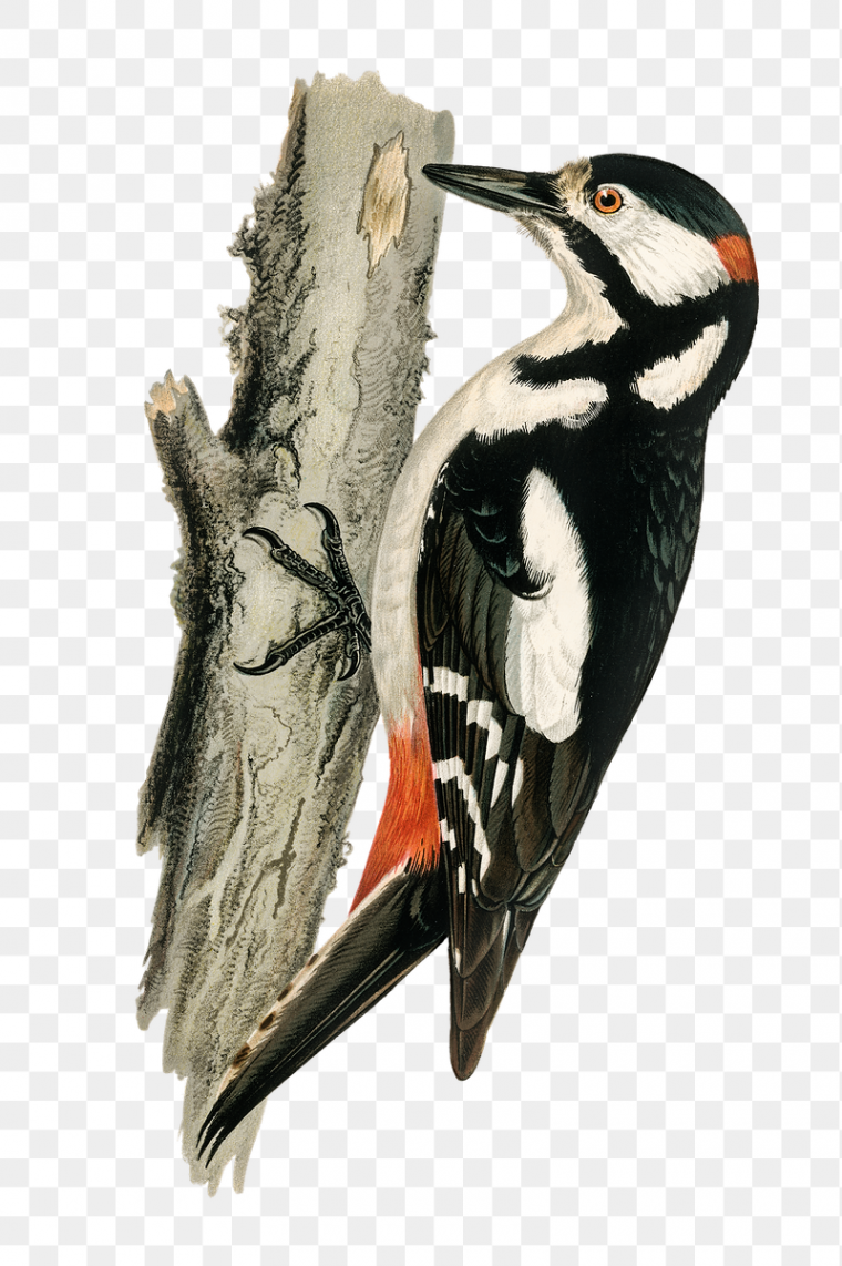 Дятел мультяшный