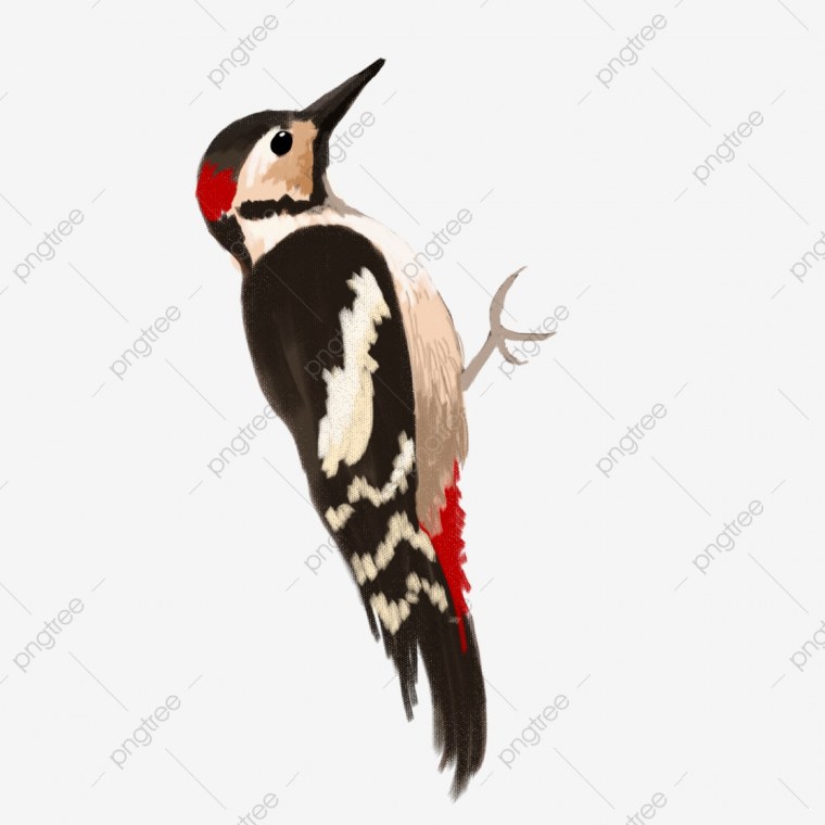 Клипарт дятел на прозрачном фоне