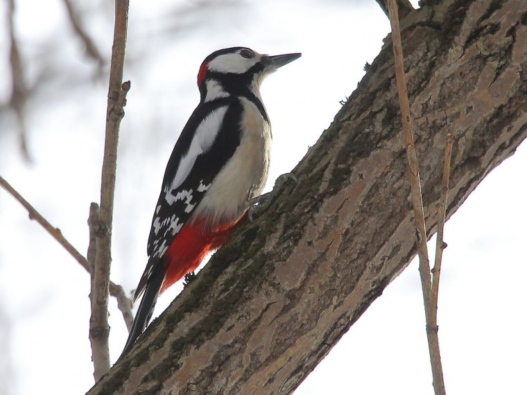 Дятел рисунок