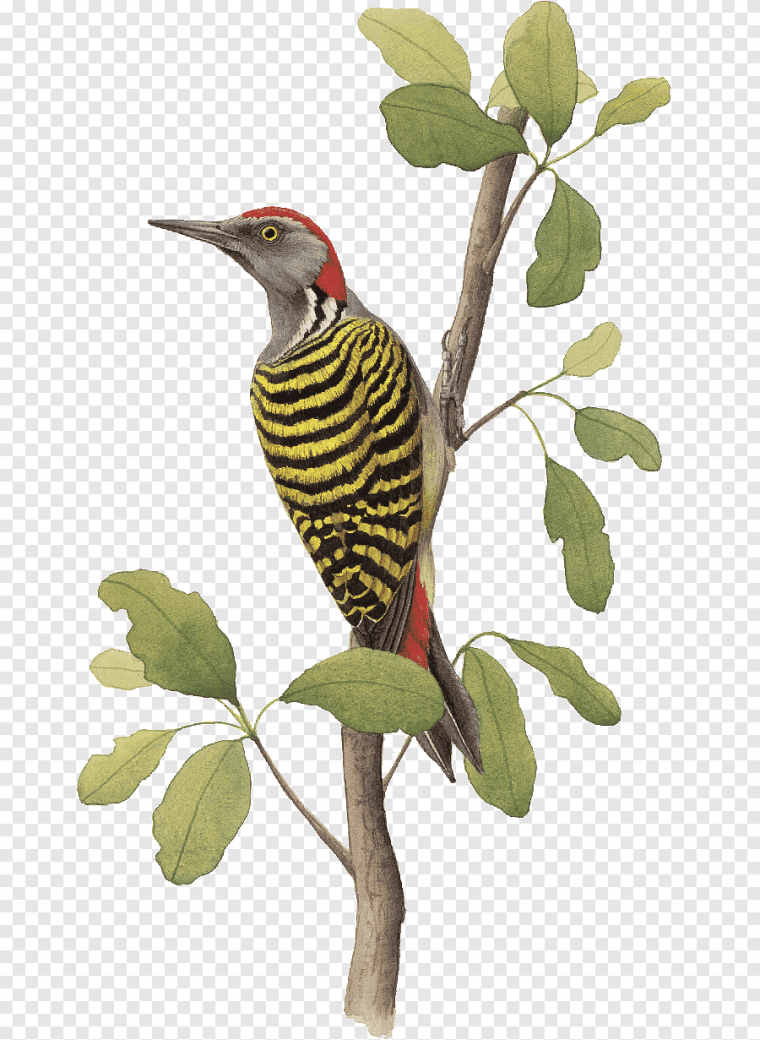 Силуэты птиц дятел