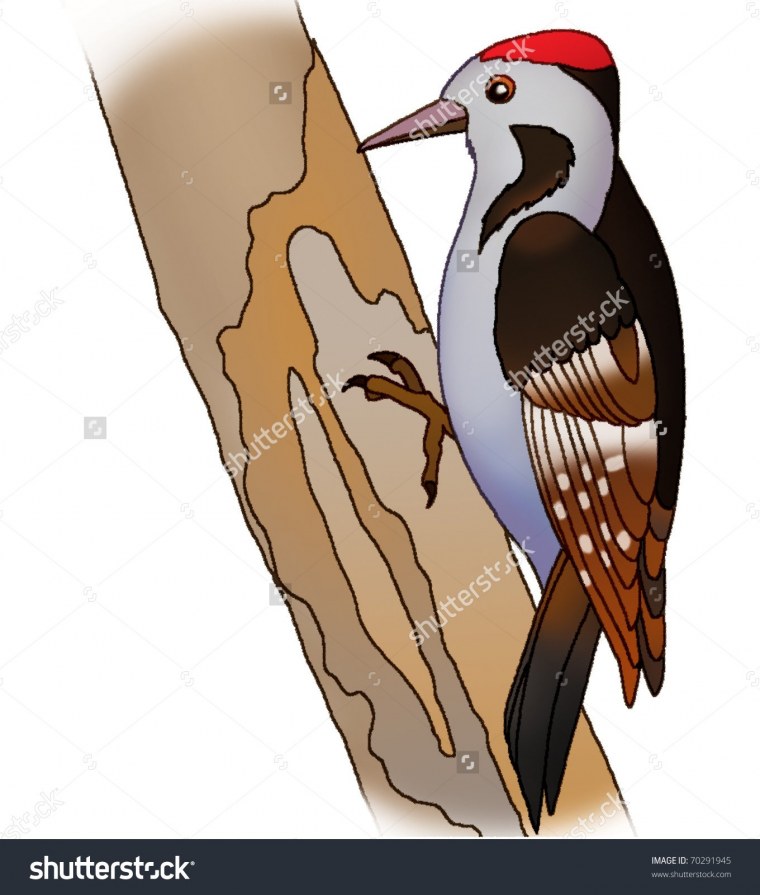 Дятел рисунок