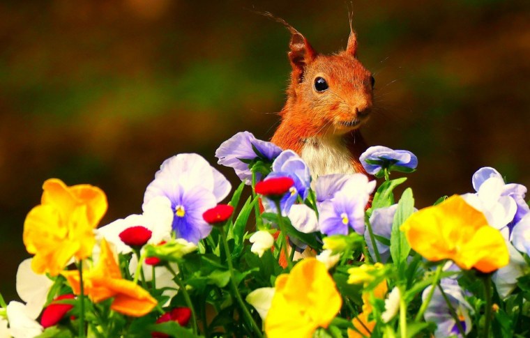 Животные летом