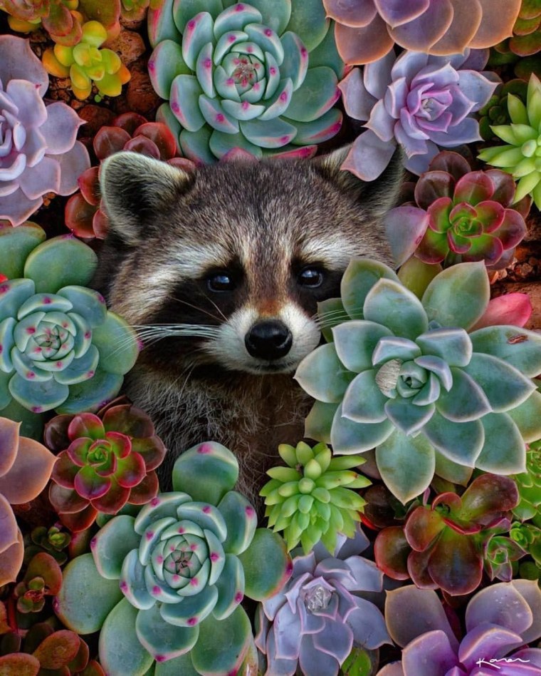 Зверюшки в цветах