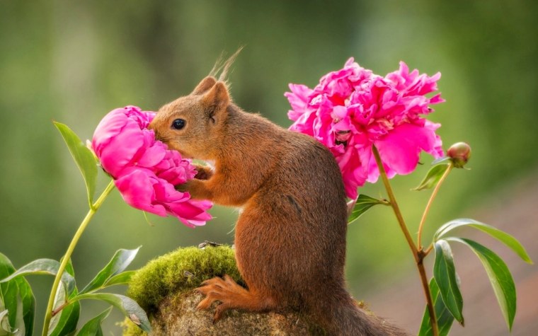 Животные в цветах