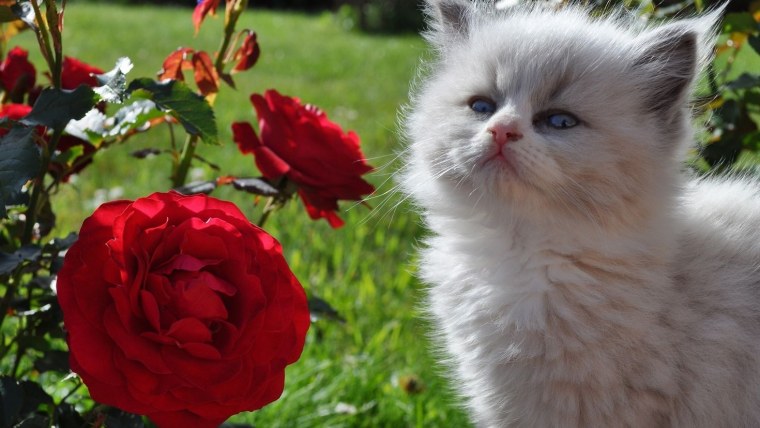 Розы и котенок