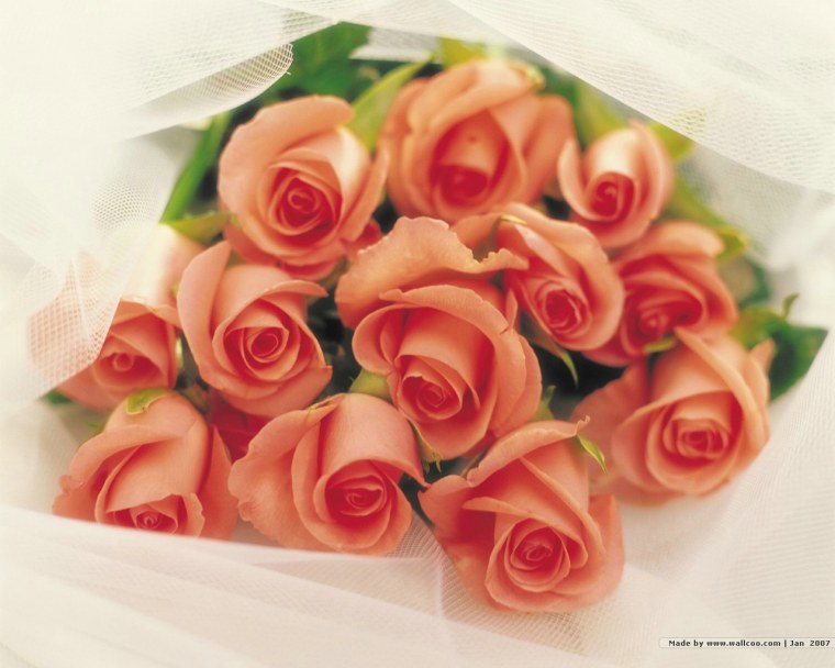 Красивые котики