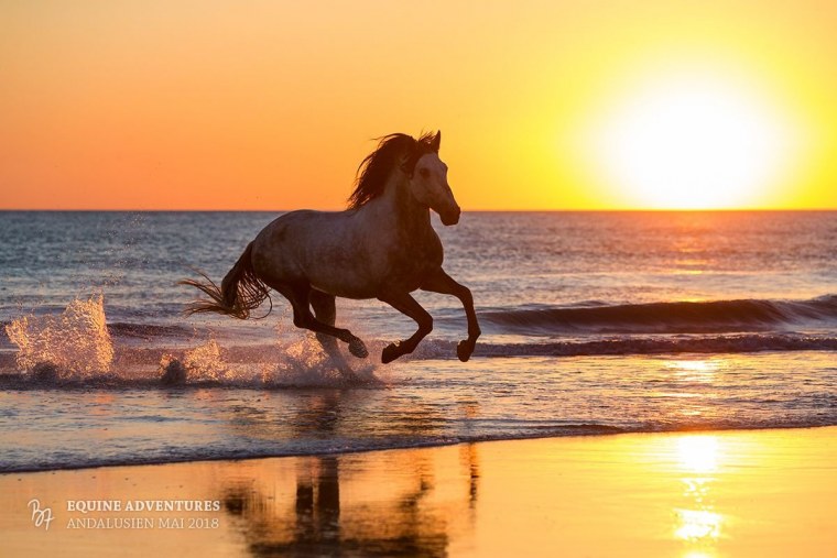 Лошадь бежит по берегу моря